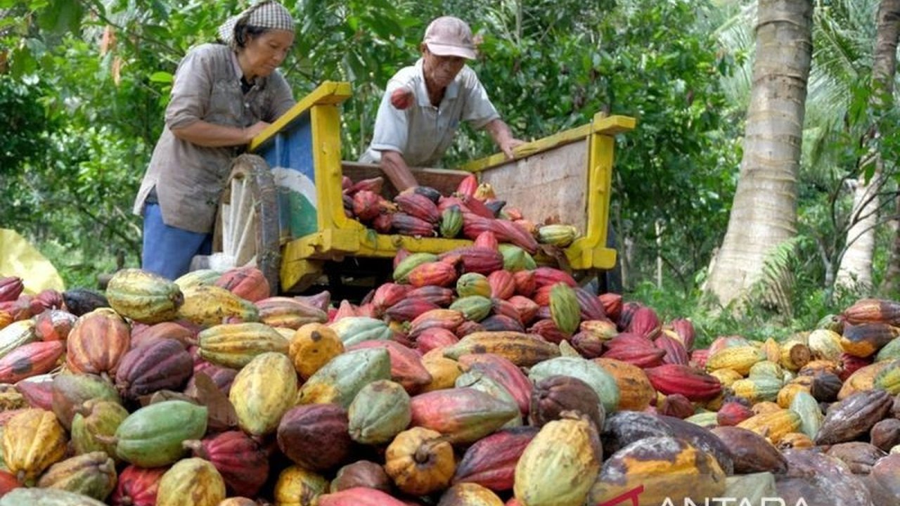 Harga kakao nonfermentasi di Sulawesi Tenggara melonjak hingga Rp110.000 per kg, kabar gembira bagi petani kakao di tengah fluktuasi harga komoditas perkebunan lainnya.