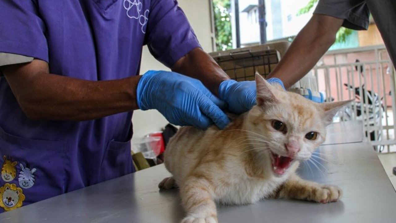 Pemkot Jakarta Barat telah memvaksinasi 2.514 hewan penular rabies (HPR) untuk mencegah penularan rabies dan mendukung program Jakarta sebagai kota global.