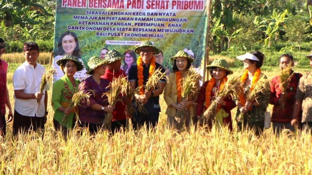 Wakil Menteri PPPA, Veronica Tan, panen padi bersama masyarakat di Buleleng, Bali, guna mendukung ketahanan pangan dan pertumbuhan anak Indonesia yang sehat serta berprestasi.