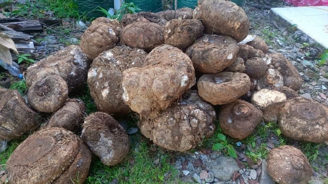 Tim gabungan BKSDA Pasaman berhasil menggagalkan penjualan umbi bunga bangkai di Kampung Bancah Laweh, Nagari Simpang Utara, dan memberikan pemahaman kepada warga tentang pentingnya pelestarian tumbuhan langka tersebut.