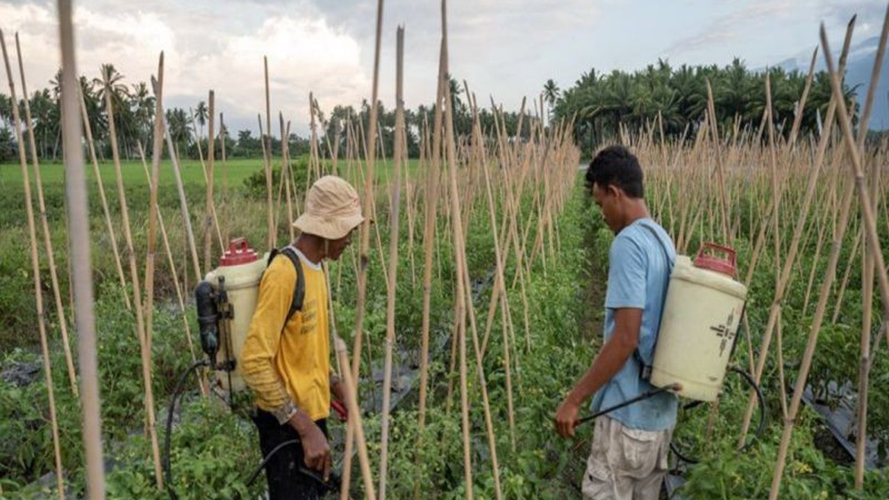 Pemerintah pusat menambah alokasi pupuk subsidi untuk Sulawesi Tengah guna meningkatkan produktivitas pertanian, khususnya untuk sembilan komoditas utama.