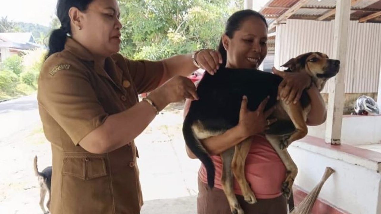Pemkot Ambon menerima 7.000 dosis vaksin rabies tambahan untuk mencegah penyebaran penyakit, dengan fokus vaksinasi anjing di beberapa wilayah dan imbauan kepada pemilik hewan peliharaan.