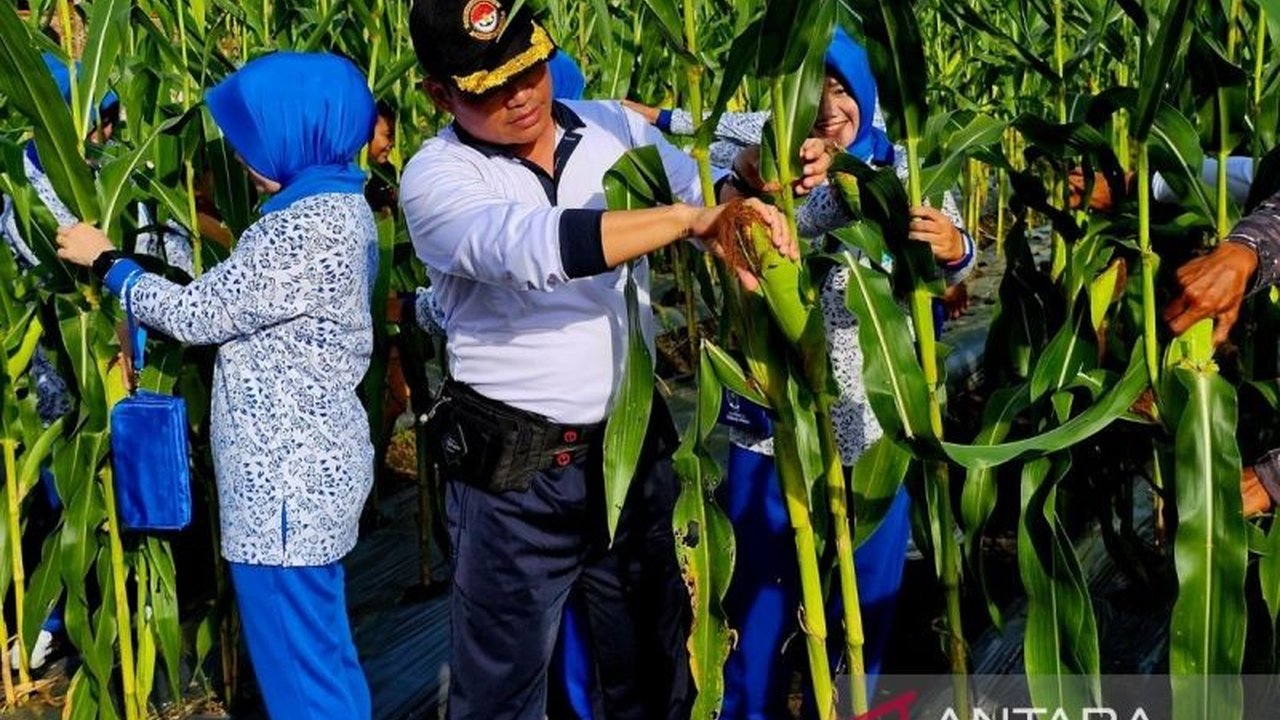 Lanal Ranai Natuna berhasil panen 10.000 bongkol jagung manis dari lahan ketahanan pangan mereka, mendukung program swasembada pangan nasional.