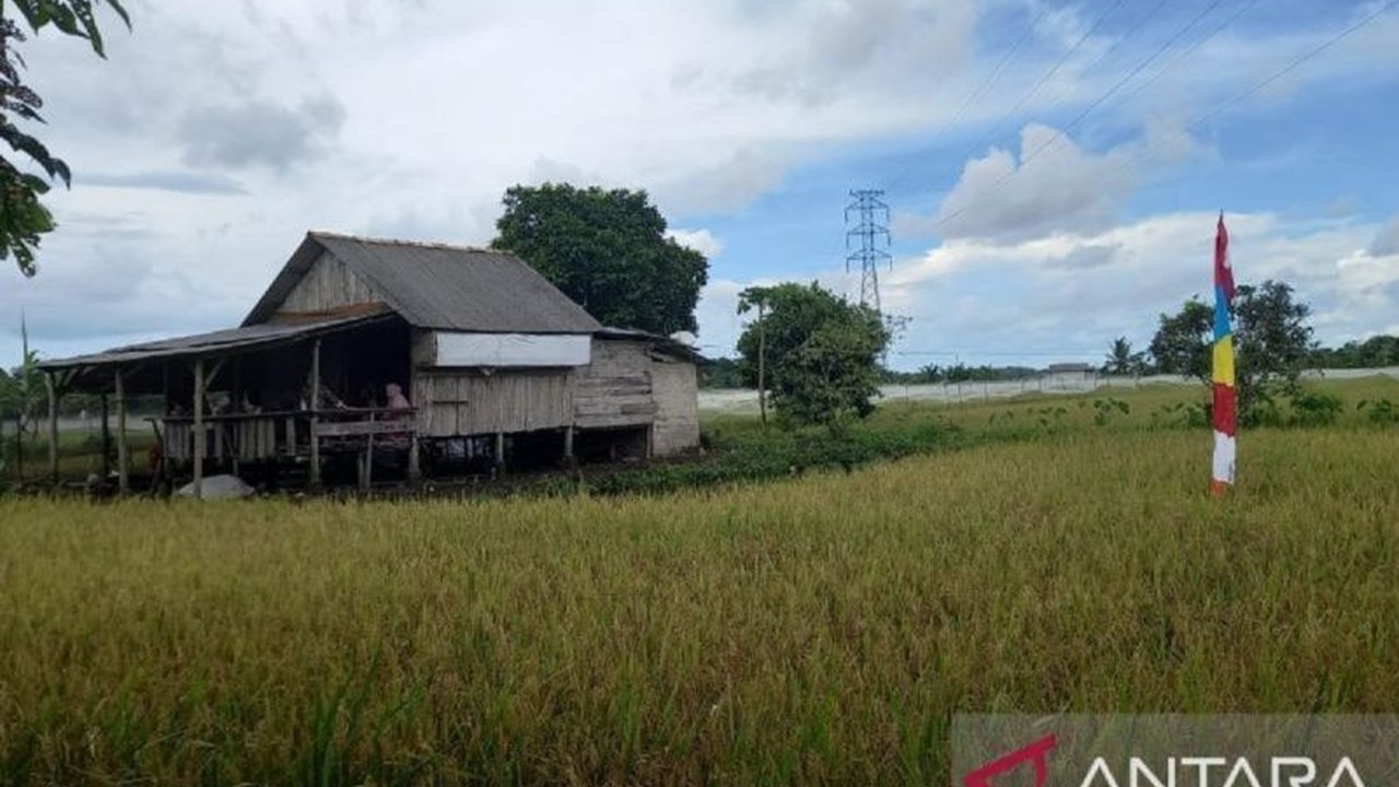 Nilai Tukar Petani (NTP) di Bangka Belitung turun 4,55 persen di April 2025, disebabkan penurunan indeks harga diterima petani pada sektor perkebunan rakyat dan beberapa komoditas lainnya.