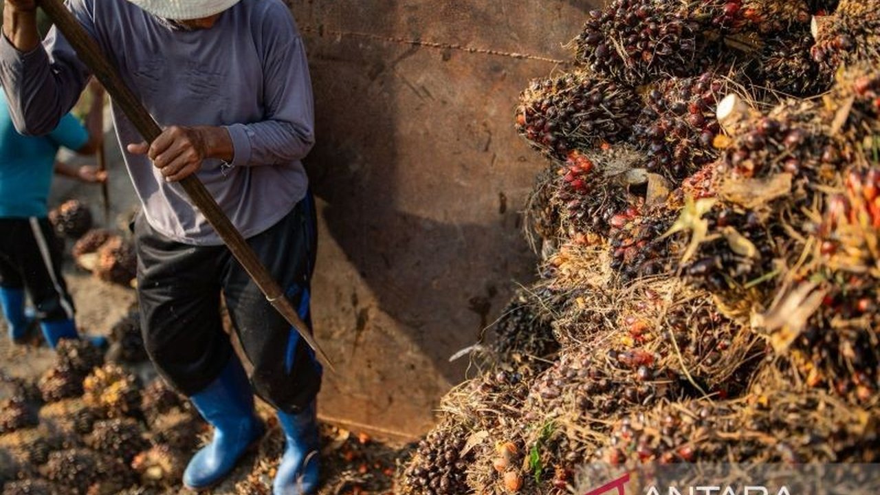 Ekspansi industri sawit di Kalimantan Barat justru memperburuk nasib buruh akibat sistem kerja yang tidak manusiawi dan upah rendah, mendesak pemerintah untuk melakukan perlindungan buruh.