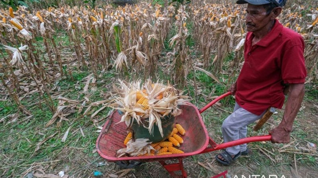 Badan Pusat Statistik (BPS) memprediksi peningkatan produksi jagung hingga 8,07 juta ton pada semester pertama 2025, meskipun luas panen mengalami penurunan di awal periode.