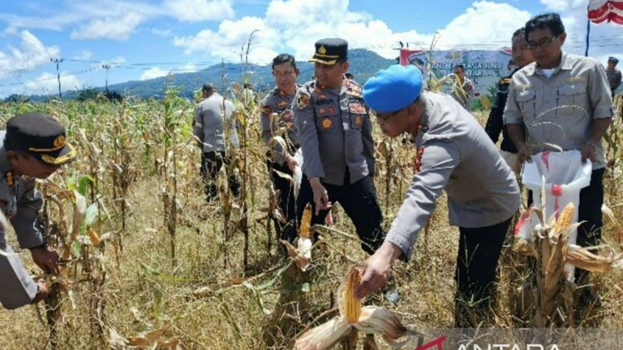 Polda Sulawesi Utara bersama Polres Tomohon berhasil panen raya jagung perdana di Tomohon, Sulawesi Utara, sebagai bentuk dukungan nyata terhadap ketahanan pangan nasional dan program swasembada pangan.