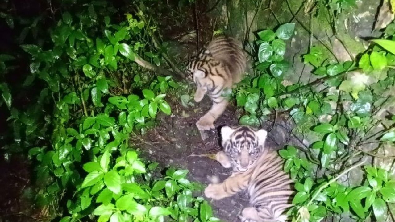 Kementerian Kehutanan mengumumkan kelahiran dua anak harimau Sumatera, Nunuk dan Ninik, serta temuan tiga individu baru Badak Jawa di Taman Nasional Ujung Kulon, menandai keberhasilan program konservasi satwa langka Indonesia.