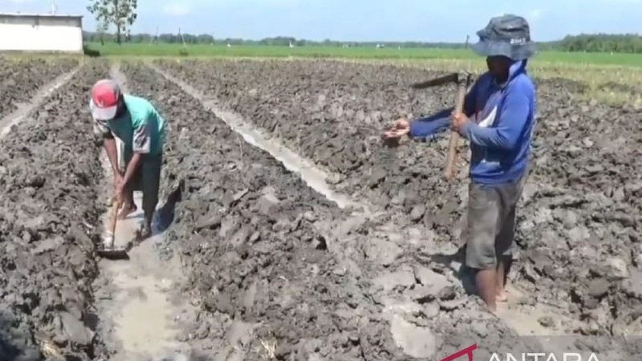 Kabupaten Ngawi, Jawa Timur, optimis capai target luas tanam tembakau hingga 2.000 hektare pada musim kemarau 2025, didorong harga jual tinggi dan animo petani.