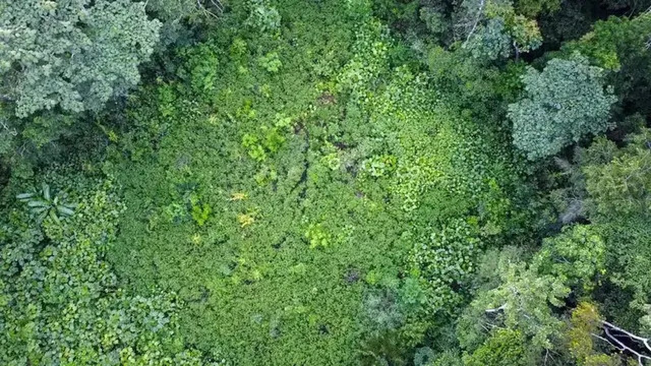 Potret Amazon. (AFP/File)