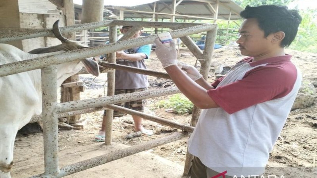 Lampung Selatan Perketat Pengawasan Hewan Kurban Jelang Idul Adha