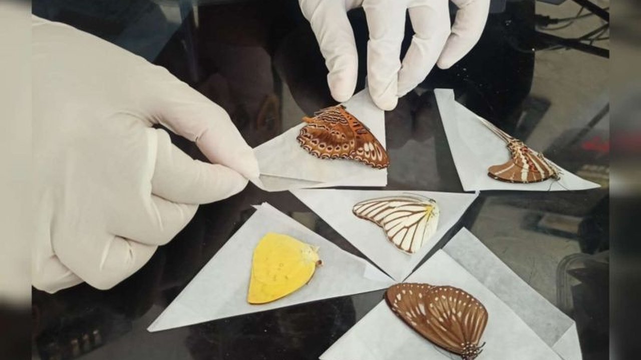 Badan Karantina Indonesia (Barantin) memfasilitasi ekspor lebih dari 3.000 opsetan kupu-kupu dari Sulawesi Tenggara ke Amerika Serikat dan Belanda,  menunjukkan potensi ekonomi dan pengawasan karantina yang ketat.