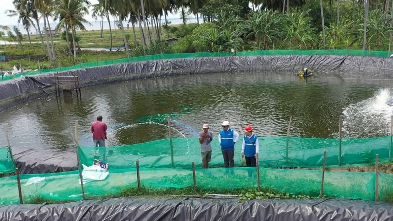 Program Electrifying Agriculture PLN berhasil menghemat biaya operasional tambak udang di Mamuju, Sulawesi Barat hingga 70 persen, meningkatkan produktivitas, dan pendapatan para petani.