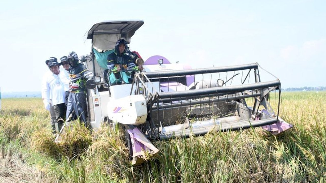 Program Lumbung Pangan Baznas di Purbalingga, Jawa Tengah, berhasil panen raya dan terbukti mampu menciptakan kemandirian pangan, membuka lapangan kerja, serta meningkatkan kesejahteraan petani.