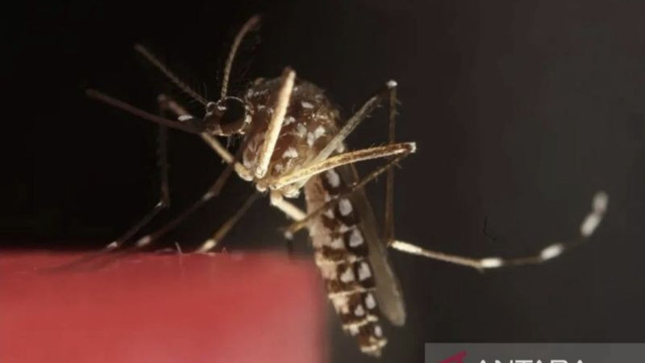 Dokter spesialis penyakit dalam RSPI Sulianti Saroso, Rizka Zainuddin, menjelaskan pentingnya menerapkan konsep ABCD (Kesadaran, Pencegahan Gigitan, Kemoprofilaksis, dan Diagnostik) untuk mencegah malaria, terutama bagi mereka yang akan memasuki daerah en