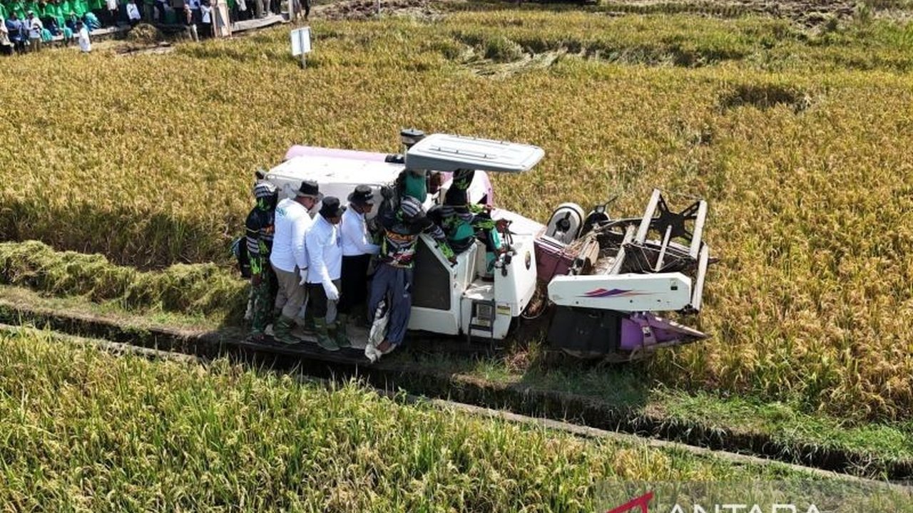 Baznas memberdayakan mustahik di Purbalingga melalui program Lumbung Pangan dengan panen raya padi seluas 150 hektare, meningkatkan produktivitas pertanian dan kesejahteraan petani.