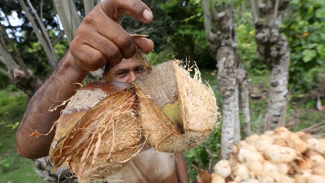 Harga kelapa melonjak, tetapi petani belum merasakan kesejahteraan optimal karena rantai pasok bermasalah dan kebijakan yang belum sepenuhnya berpihak pada mereka.