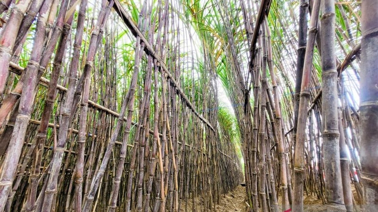 Asosiasi Petani Tebu Rakyat (APTR) optimistis Pabrik Gula (PG) Asembagus di Situbondo, Jawa Timur, akan mencapai target giling tebu 500 ribu ton pada musim giling 2025, dengan upaya pendekatan kepada petani dan peningkatan harga tebu.