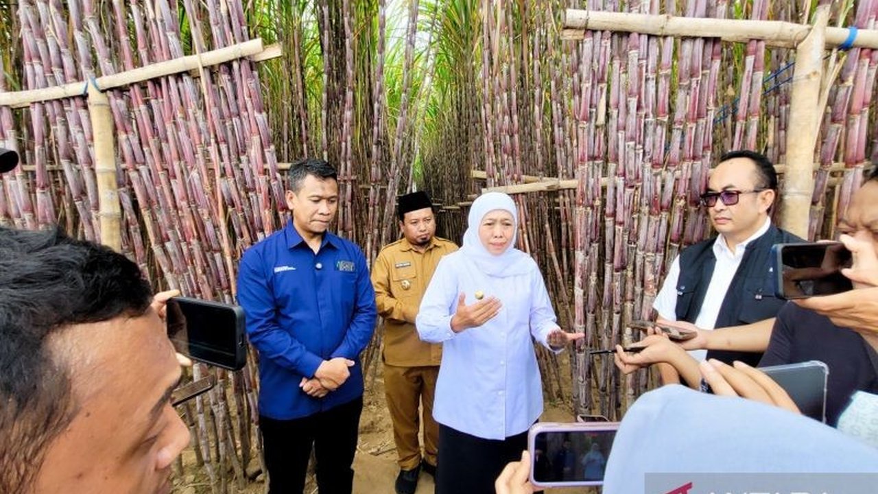 Pemerintah Provinsi Jawa Timur, PT SGN, dan Himbara luncurkan KUR khusus petani tebu di Bondowoso sebagai solusi meningkatkan kesejahteraan petani dan mencapai swasembada gula.