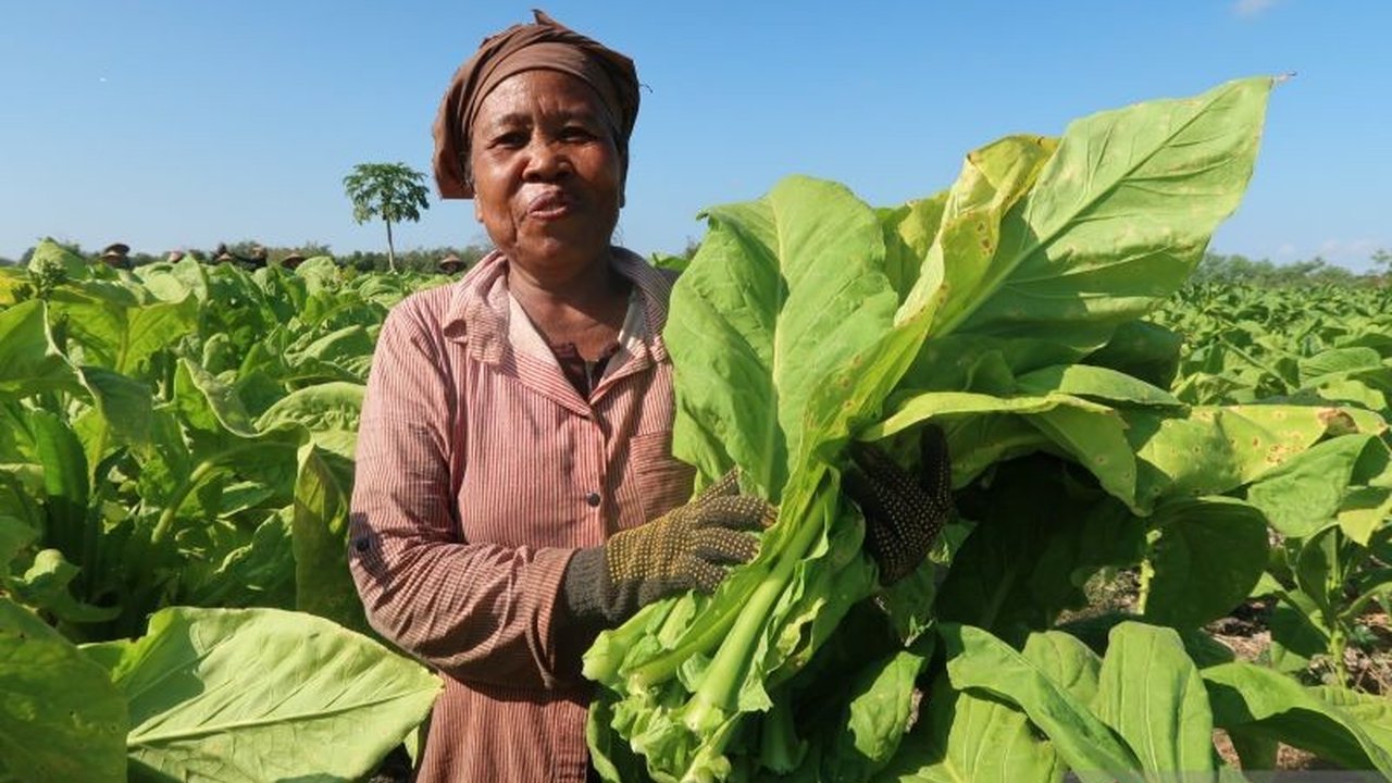 Pertanian Topang Ekonomi NTB di Tengah Kontraksi Triwulan I 2025