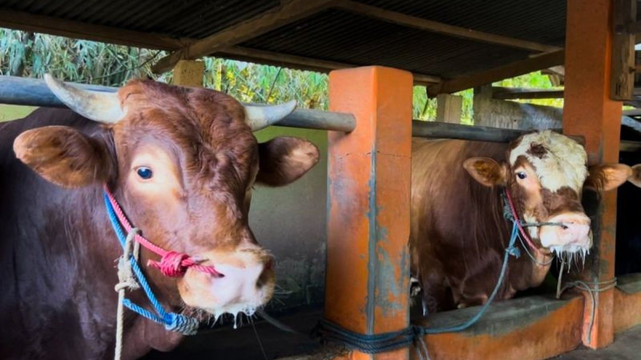 Kementerian Pertanian meningkatkan pengawasan kesehatan hewan kurban untuk mencegah penyakit menular dan zoonosis menjelang Idul Adha 2025, mencakup vaksinasi PMK, pelaporan gejala penyakit, dan pemotongan hewan yang higienis.