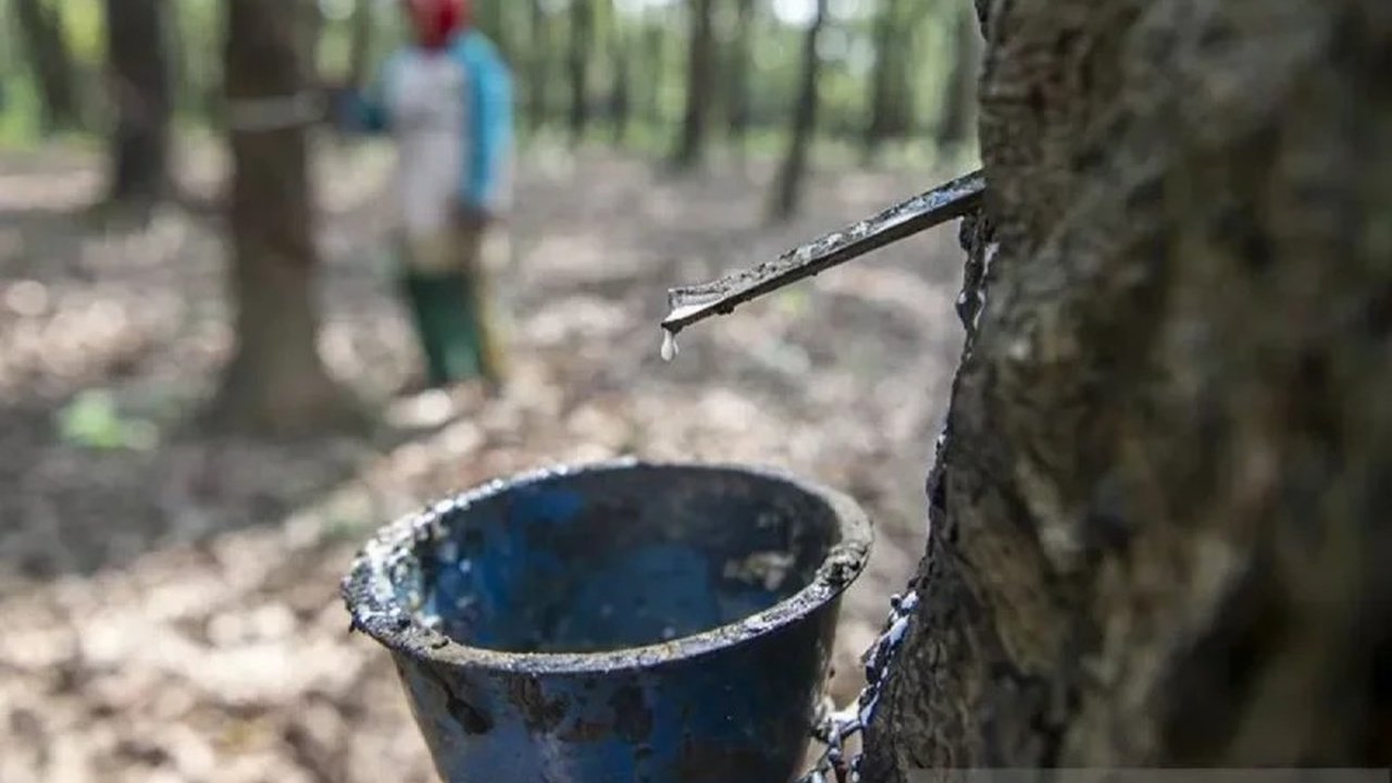 Gabungan Pengusaha Karet Indonesia (Gapkindo) Sumsel laporkan ekspor karet tetap normal di tahun 2025, meskipun kekhawatiran akan dampak resesi global masih ada.
