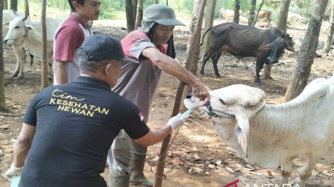 Dinas Peternakan dan Kesehatan Hewan Lampung Selatan mengimbau peternak untuk memberikan obat cacing pada hewan kurban guna mencegah penyakit cacing hati dan memastikan hewan kurban sehat saat Idul Adha.