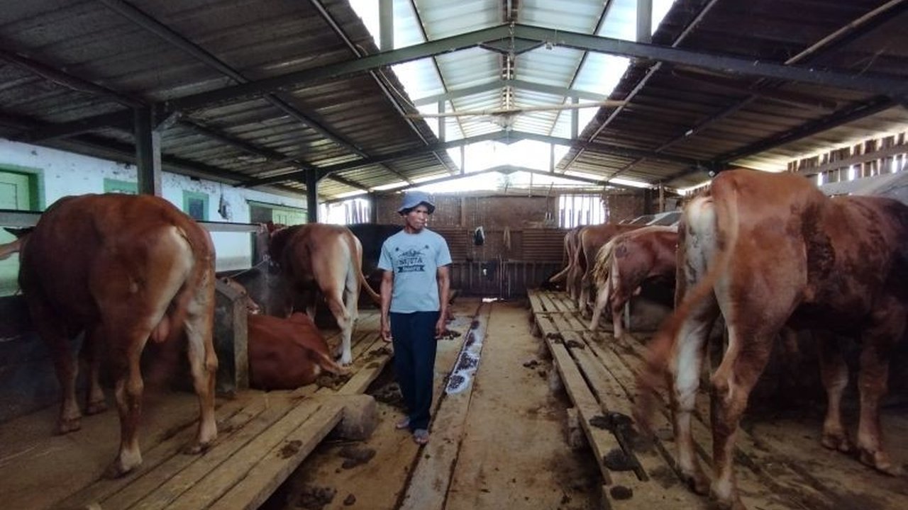 Dinas Perikanan dan Peternakan Garut memastikan pasokan sapi kurban aman dan mencukupi untuk Idul Adha, dengan stok lokal dan tambahan dari luar daerah.