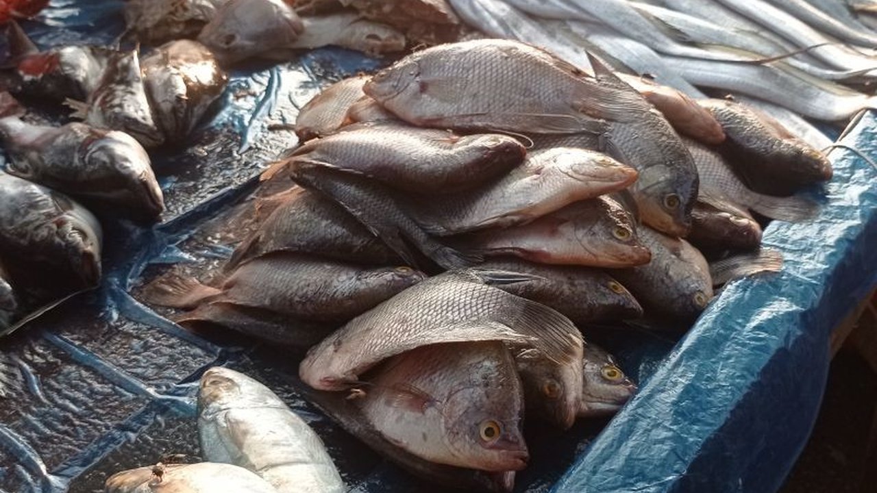 Kabupaten Lebak, Banten, optimistis capai swasembada ikan air tawar pada 2025 dengan peningkatan produksi hingga 6.000 ton dan berbagai program pembinaan pembudidaya.