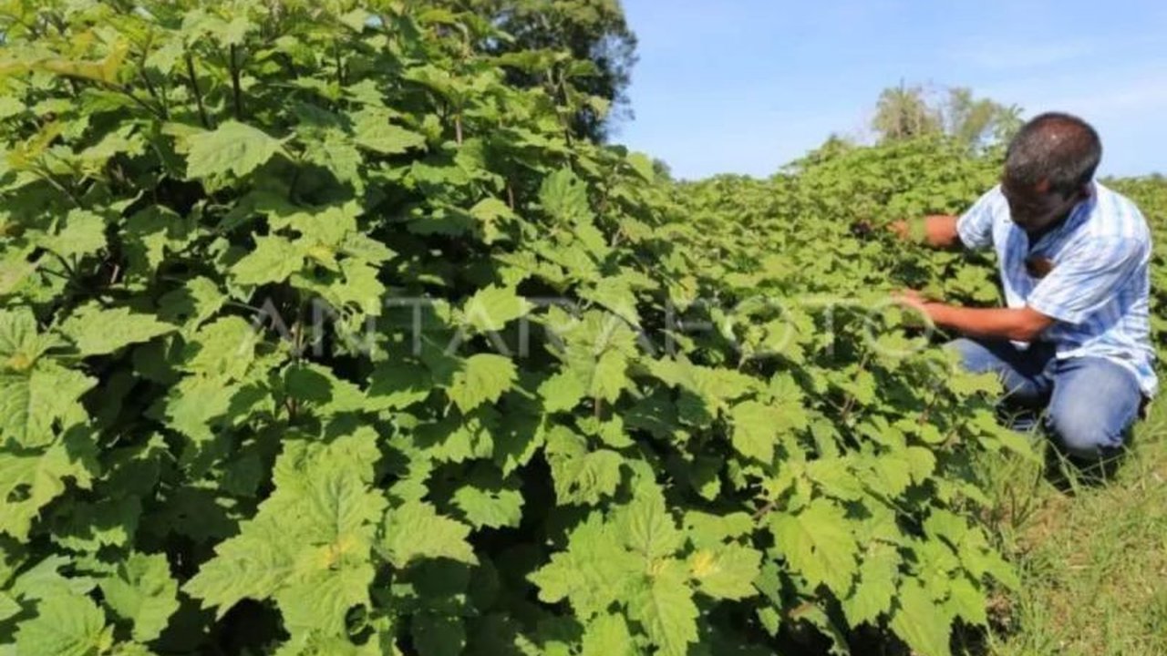 Inovasi hilirisasi nilam berbasis rakyat oleh ARC USK Aceh mendapat pujian dan berpotensi menjadi model nasional, mendorong peningkatan ekonomi masyarakat.