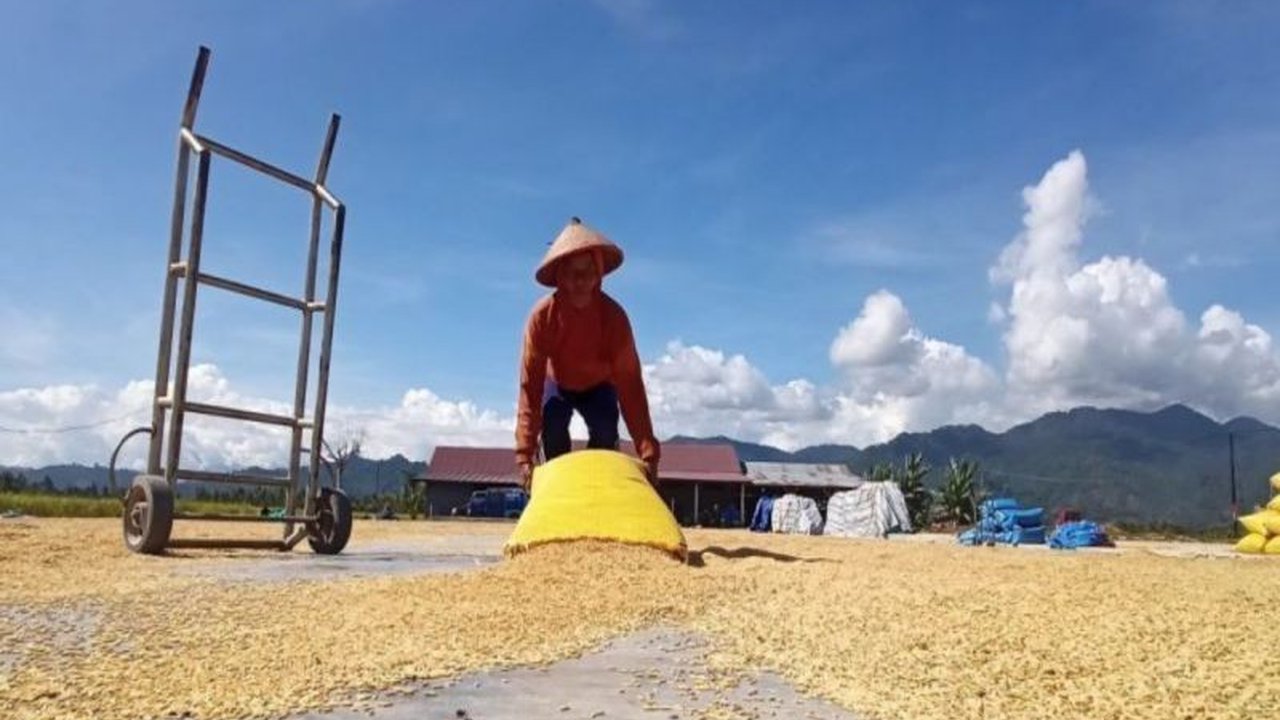 Sulawesi Tengah surplus beras hingga 75.195 ton dalam lima bulan pertama 2025, melampaui kebutuhan konsumsi dan menopang ketahanan pangan daerah.