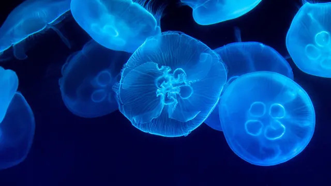 Ilustrasi ubur-ubur yang memiliki saran pengolahan sebelum dikonsumsi. (Unsplash/Marat Gilyadzinov)