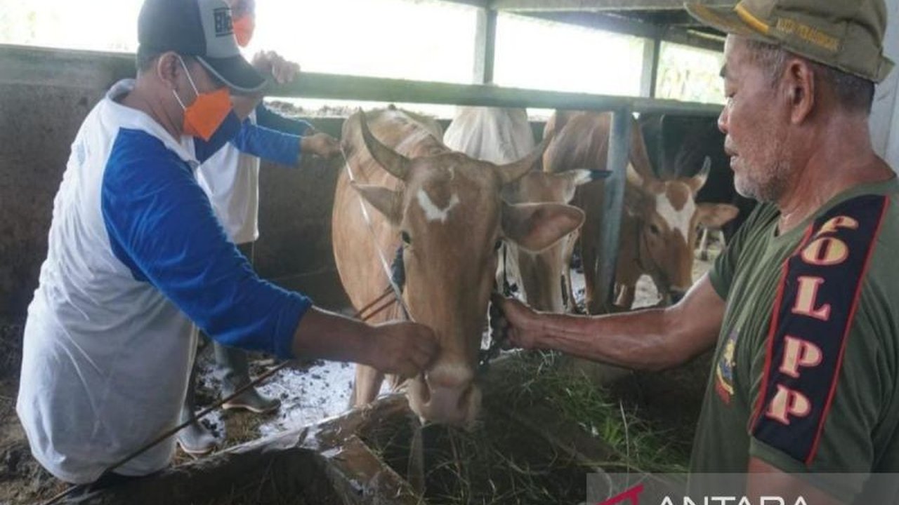 Pemerintah Kota Pekalongan memperketat pengawasan lalu lintas ternak untuk mencegah penyebaran PMK dan memastikan hewan kurban sehat menjelang Idul Adha 1446 H.