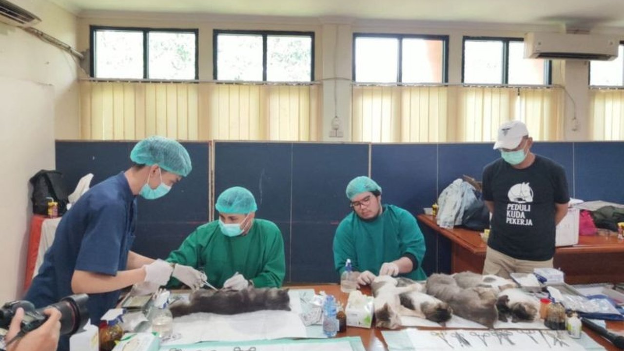 Suku Dinas KPKP Jakarta Selatan menangkap dan mensterilisasi 70 kucing liar di Tebet Timur dan Kebon Baru dengan metode TNR untuk mengendalikan populasi kucing.