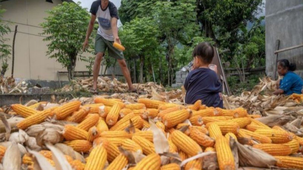 Produksi jagung di Sulawesi Tengah mencapai 146.138 ton hingga Mei 2025, menghasilkan surplus signifikan dan mendukung ketahanan pangan daerah.