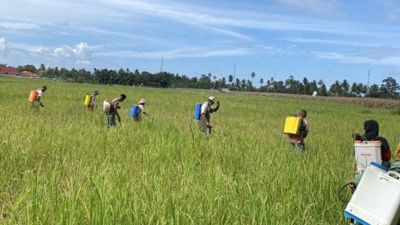 Pemerintah Kabupaten Agam menurunkan tim gabungan untuk mencegah penyebaran hama wereng coklat yang telah menyerang 25,5 hektare lahan padi di beberapa kecamatan, guna mencegah gagal panen.