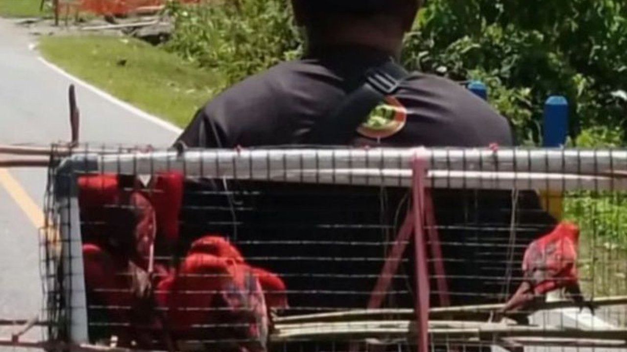 Balai Konservasi Sumber Daya Alam (BKSDA) Maluku mengamankan 15 ekor Nuri Maluku dilindungi di Seram Barat, satu diantaranya ditemukan mati, dalam upaya pencegahan perdagangan ilegal satwa.