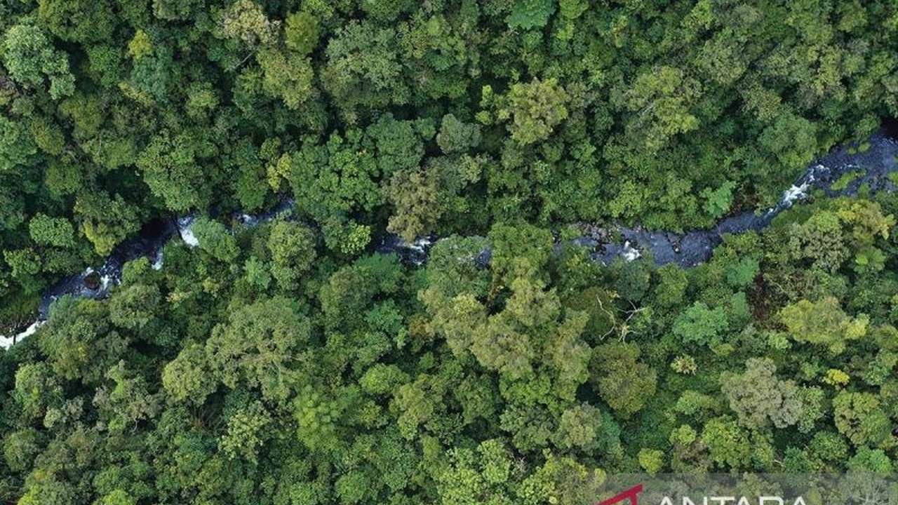 Pakar hukum kehutanan menyoroti pentingnya Satu Peta Kehutanan untuk menciptakan kepastian hukum dan menarik investasi, terutama di sektor kelapa sawit, menyusul terbitnya Perpres No. 5 Tahun 2025.