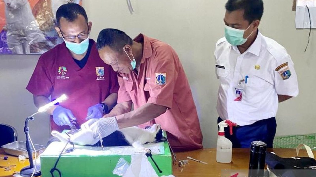 Pemerintah Kota Jakarta Timur telah melakukan sterilisasi terhadap 128 ekor kucing untuk menekan populasi kucing liar dan menjaga kebersihan lingkungan.