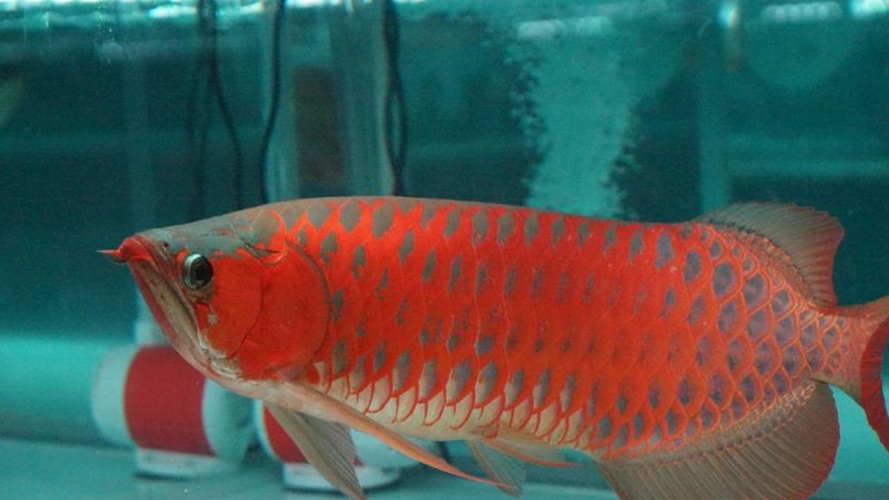 Kementerian Kelautan dan Perikanan (KKP) mendukung pelestarian Arwana Super Red melalui kontes dan regulasi, demi menjaga kelestarian spesies dan perekonomian lokal.