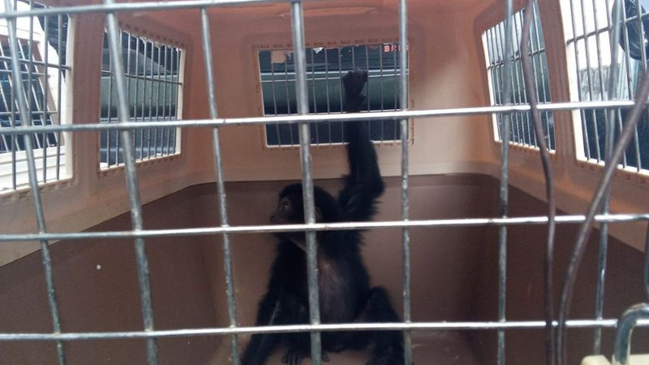 Kementerian Kehutanan berhasil menggagalkan perdagangan ilegal siamang di Bogor dan menetapkan tersangka yang terancam hukuman 15 tahun penjara serta denda miliaran rupiah.