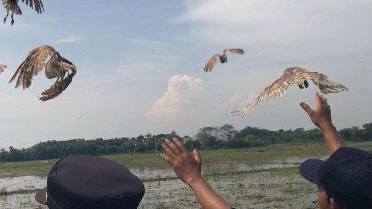 Kabupaten Majalengka menerima 1.000 burung hantu dari Kementan untuk memberantas hama tikus yang merusak tanaman padi, mendukung sistem Irigasi Padi Hemat Air (IPHA).