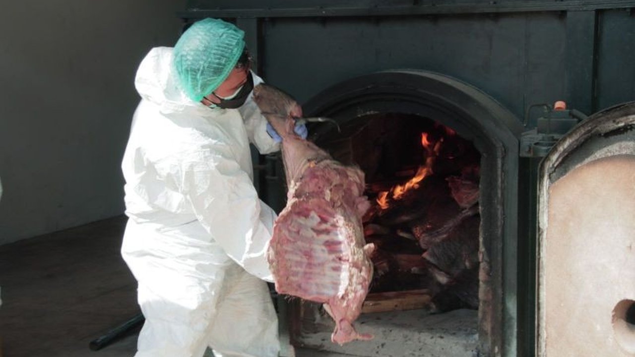 Badan Karantina Indonesia (Barantin) memusnahkan 2,9 ton daging babi hutan ilegal di Cilegon, Banten, karena cemaran mikroba dan tanpa sertifikat karantina, berpotensi membahayakan kesehatan masyarakat.