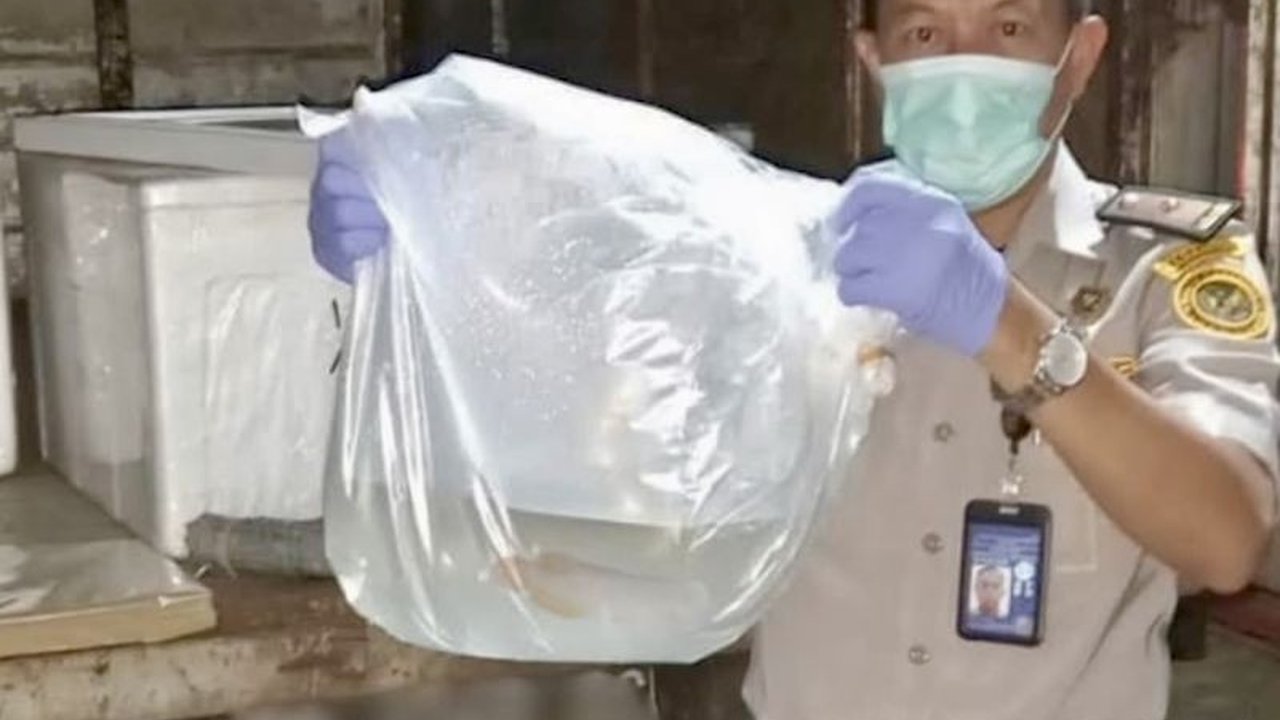 Balai Karantina Hewan, Ikan, dan Tumbuhan Kalimantan Selatan telah mensertifikasi 150 ekor arwana Banjar Red untuk diekspor ke Vietnam, menandai potensi ekonomi tinggi komoditas ikan hias ini.