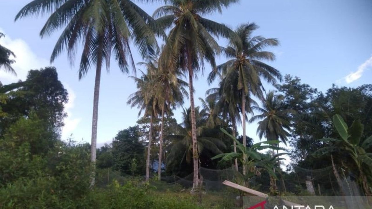 Pemerintah sedang mengkaji penerapan tarif ekspor kelapa untuk mendanai peremajaan pohon kelapa milik petani, meniru skema pungutan sawit.