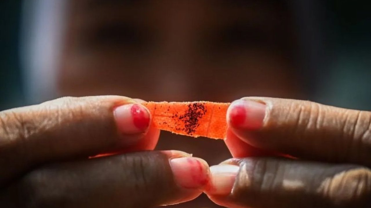 Program penyebaran nyamuk Aedes Aegypti ber-Wolbachia di Kecamatan Kembangan, Jakarta Barat, telah berhasil dituntaskan, menandai langkah signifikan dalam pengendalian demam berdarah dengue (DBD).