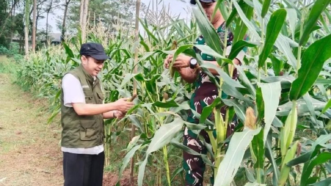 Pemkot Tangerang Apresiasi TNI Sukses Panen Jagung di Lahan Tidur