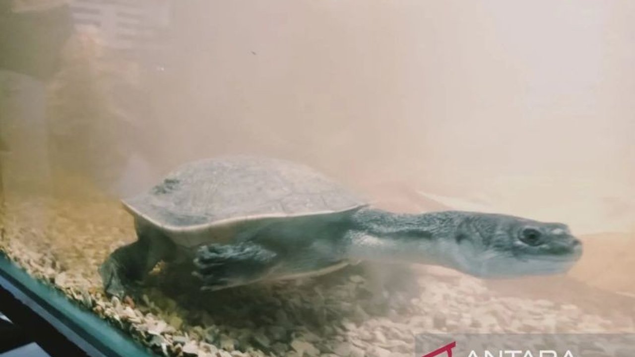 BBKSDA NTT dan WCS-IP melepasliarkan 10 kura-kura Rote ke habitat aslinya di Danau Lendeoen dan Ledulu, Pulau Rote, sebagai upaya pelestarian spesies yang hampir punah.