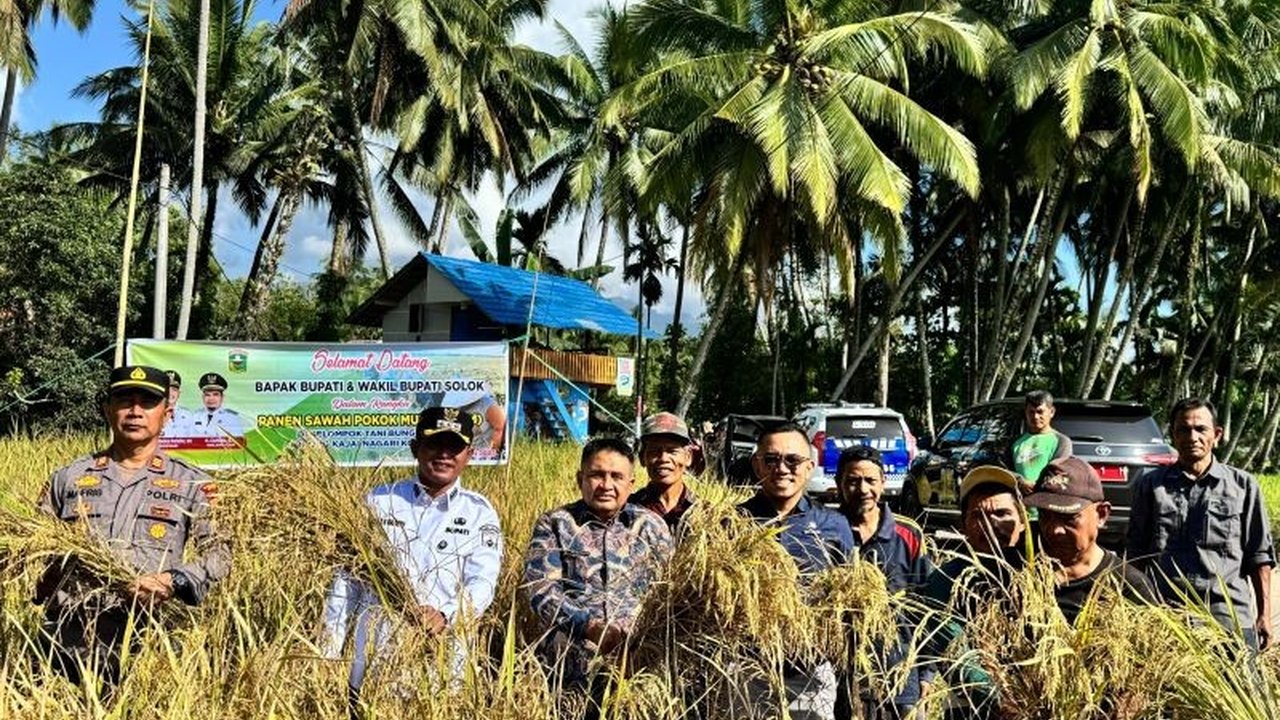 Panen Perdana Sawah Pokok Murah Solok: Inovasi Pertanian Hemat Modal