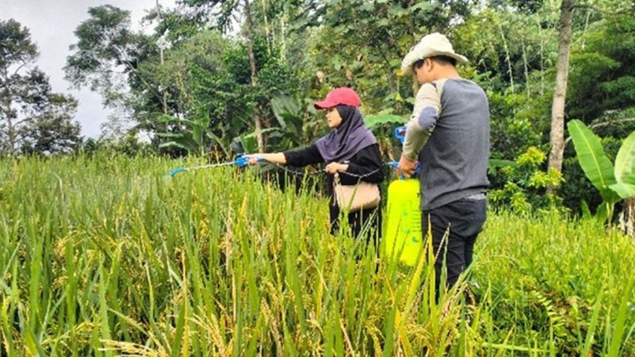 Musuh Tersembunyi Ancam Swasembada Pangan: Benih Padi Terinfeksi Nematoda
